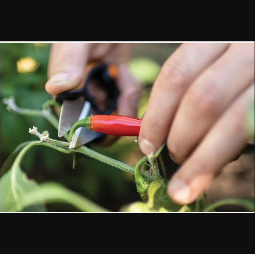 FISKARS FSK310020 - Herb Snips (5") FISKARS